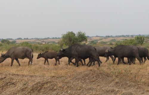 8 Days Best of Tanzania Wildlife Safari