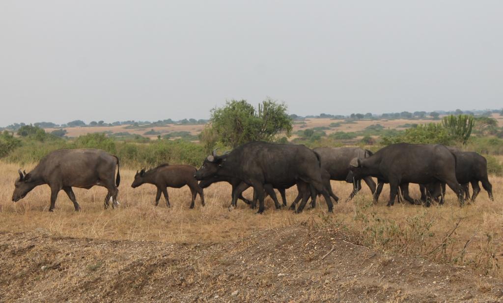 8 Days Best of Tanzania Wildlife Safari