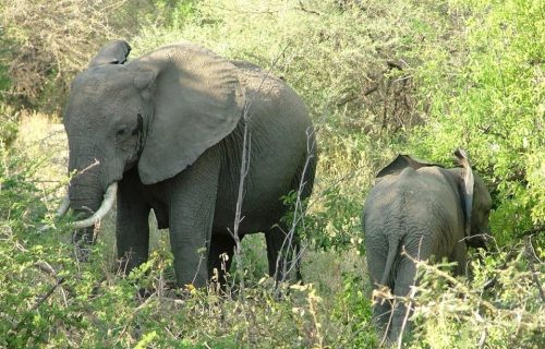 9 Days Epic Tanzania Wildlife Adventure