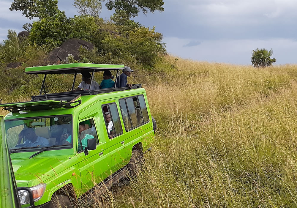 Game Drives in Uganda National Parks