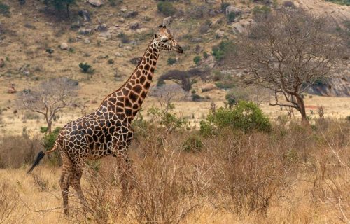 10 Days Ngorongoro Crater Tanzania Wildlife Tour