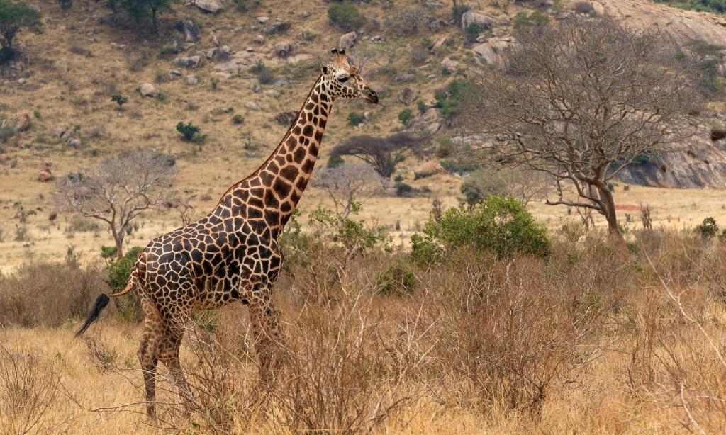 10 Days Ngorongoro Crater Tanzania Wildlife Tour