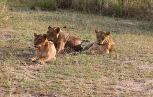 7 Days Exploring Tanzania Wildlife Safari