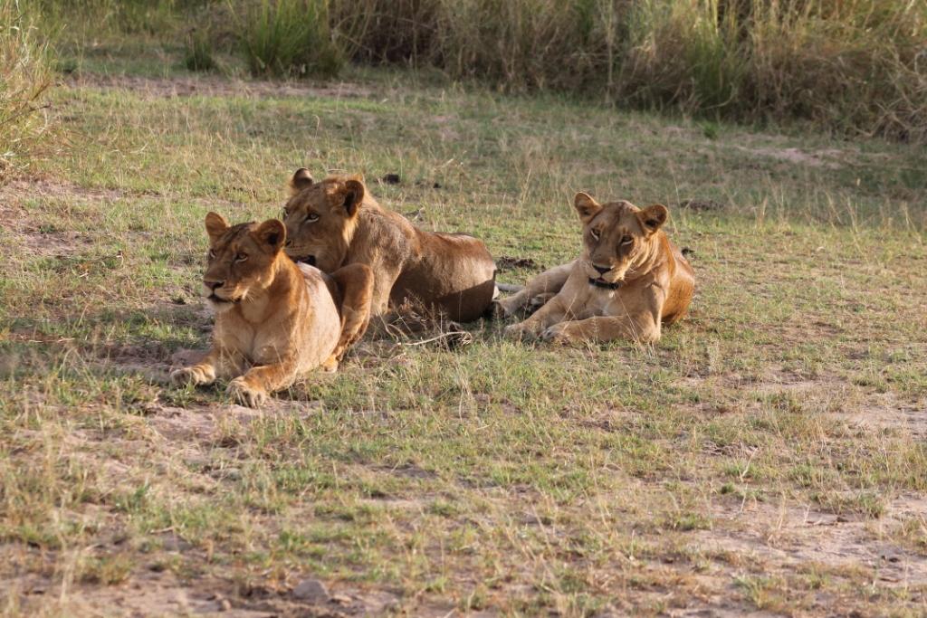 7 Days Exploring Tanzania Wildlife Safari