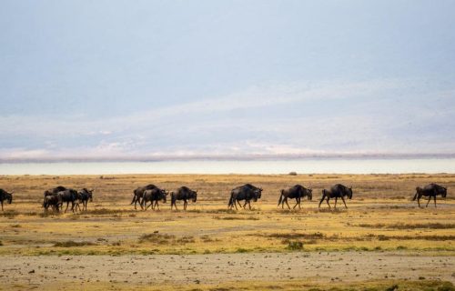 3 Days Serengeti National Park Safari