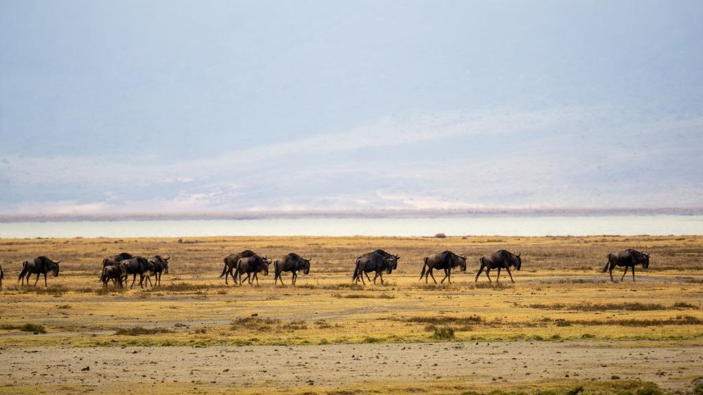 3 Days Serengeti National Park Safari