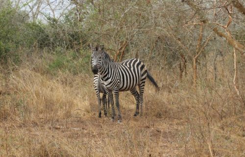 3 Days Tanzania Safari to Ngorongoro Crater