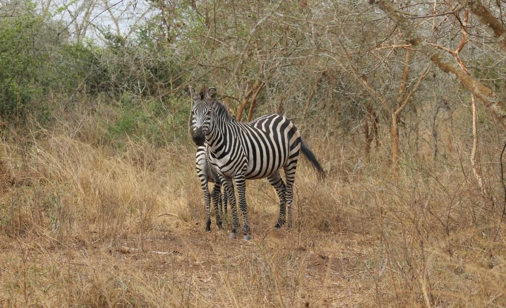 3 Days Tanzania Safari to Ngorongoro Crater